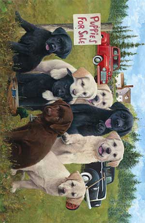 Puppies for Sale